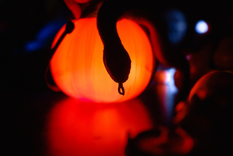 Украшение дома паутиной и летучими мышами к Хэллоуину в Kaliningrad